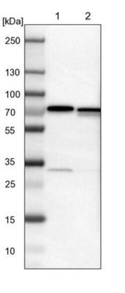 LRRC47 Antibody, Novus Biologicals:Antibodies:Primary Antibodies
