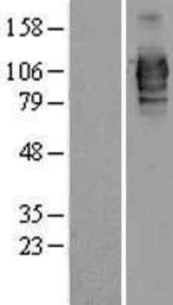 Novus Biologicals&trade;&nbsp;LRRC50 Overexpression Lysate