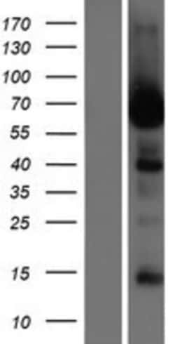 Novus Biologicals&trade;&nbsp;LRRC56 Overexpression Lysate