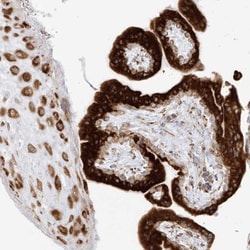 LRRC59 Antibody, Novus Biologicals:Antibodies:Primary Antibodies