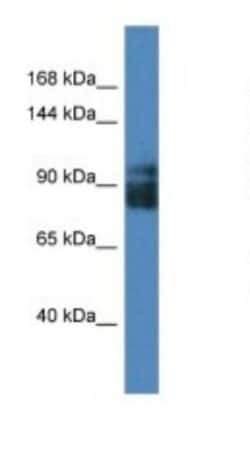 LRRC8A Antibody, Novus Biologicals 100 &mu;L | Buy Online | Novus Biologicals | Fisher Scientific