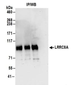 anti-LRRC8A, Polyclonal, Novus Biologicals 0.1mg; Unlabeled:Antibodies,