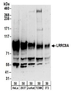 LRRC8A Antibody, Novus Biologicals 0.1mg; Unlabeled:Antibodies, Polyclonal