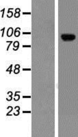 Novus Biologicals&trade;&nbsp;LRRC8C Overexpression Lysate