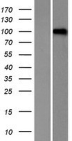Novus Biologicals&trade;&nbsp;LRRC8D Overexpression Lysate