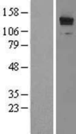 Novus Biologicals&trade;&nbsp;LRRFIP1 Overexpression Lysate
