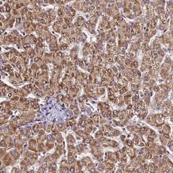 LRRIQ1 Antibody, Novus Biologicals:Antibodies:Primary Antibodies