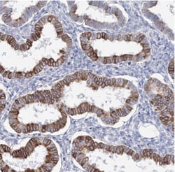 LRRIQ4 Antibody, Novus Biologicals:Antibodies:Primary Antibodies