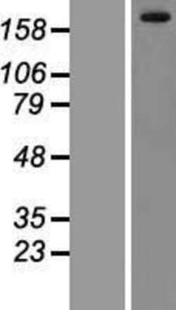 Novus Biologicals&trade;&nbsp;LRRK1 Overexpression Lysate