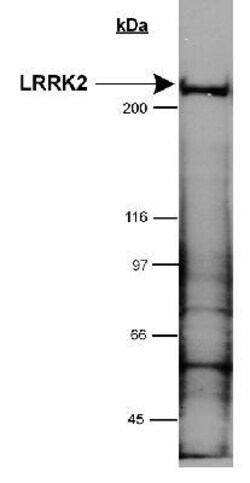 LRRK2 Antibody - BSA Free, Novus Biologicals 0.1mL; Unlabeled:Antibodies,