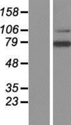 Novus Biologicals&trade;&nbsp;LRRN3/NLRR-3 Overexpression Lysate