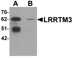 LRRTM3 Antibody - BSA Free, Novus Biologicals 0.025 mg, Unconjugated:Antibodies,