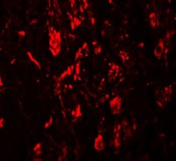 LRRTM4 Antibody - BSA Free, Novus Biologicals 0.1mg; Unlabeled:Antibodies,