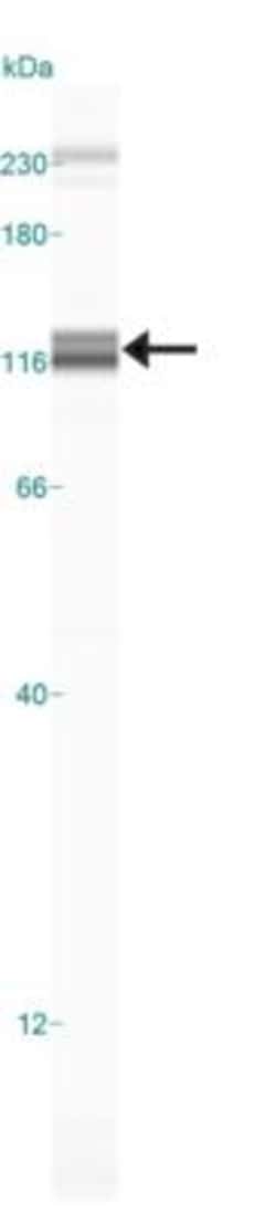 LSD1 Antibody (1B2E5), Novus Biologicals:Antibodies:Primary Antibodies