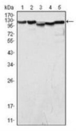 LSD1 Antibody (1B2E5), Novus Biologicals:Antibodies:Primary Antibodies