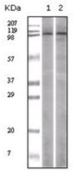 LSD1 Antibody (1B2E5), Novus Biologicals:Antibodies:Primary Antibodies