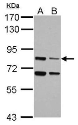 LSG1 Antibody, Novus Biologicals 0.1mL; Unlabeled:Antibodies, Polyclonal