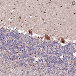 LSG1 Antibody, Novus Biologicals 25 &mu;L | Buy Online | Novus Biologicals | Fisher Scientific