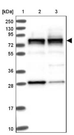 LSG1 Antibody, Novus Biologicals 25 &mu;L | Buy Online | Novus Biologicals | Fisher Scientific