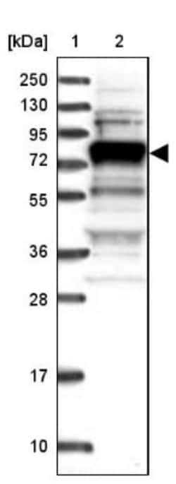 LSG1 Antibody, Novus Biologicals:Antibodies:Primary Antibodies