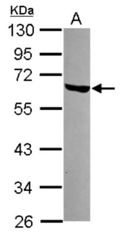 LSM14A Antibody, Novus Biologicals 0.1mL; Unlabeled:Antibodies, Polyclonal