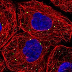 LSM14A Antibody, Novus Biologicals 0.1mL; Unlabeled:Antibodies, Polyclonal