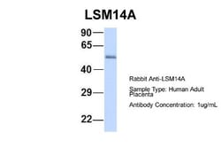 LSM14A Antibody, Novus Biologicals 100&mu;L; Unlabeled:Antibodies, Polyclonal