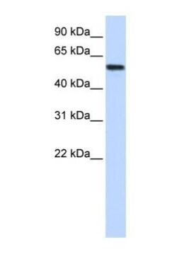 LSM14A Antibody, Novus Biologicals:Antibodies:Primary Antibodies