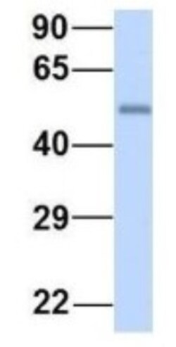 LSM14A Antibody, Novus Biologicals:Antibodies:Primary Antibodies
