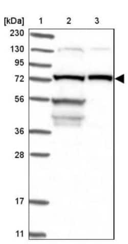 LSS Antibody, Novus Biologicals:Antibodies:Primary Antibodies
