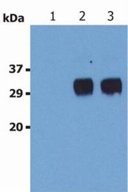 LST1 Antibody (LST1/02) - BSA Free, Novus Biologicals 0.1mg; Unlabeled:Antibodies,