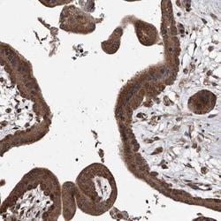 PSTPIP2 Antibody, Novus Biologicals:Antibodies:Primary Antibodies