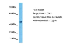 LUC7L2 Antibody, Novus Biologicals 100&mu;L; Unlabeled:Antibodies, Polyclonal