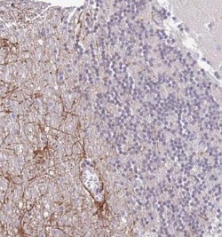 LUZP2 Antibody, Novus Biologicals:Antibodies:Primary Antibodies