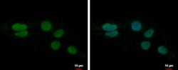 LUZP4 Antibody, Novus Biologicals 0.1mL; Unlabeled:Antibodies, Polyclonal