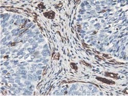 Latexin Antibody (OTI1E10), Novus Biologicals 0.1mL; Unlabeled:Antibodies,