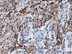 Latexin Antibody (OTI1E10), Novus Biologicals 0.1mL; Unlabeled:Antibodies,