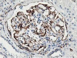 Latexin Antibody (OTI1E10), Novus Biologicals 0.1mL; Unlabeled:Antibodies,