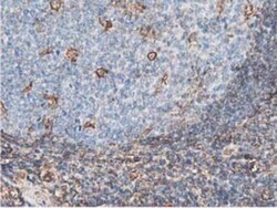 Latexin Antibody (OTI1E10), Novus Biologicals 0.1mL; Unlabeled:Antibodies,