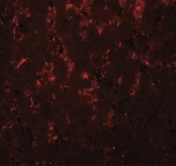 LXR alpha/NR1H3 Antibody - BSA Free, Novus Biologicals 0.1mg; Unlabeled:Antibodies,