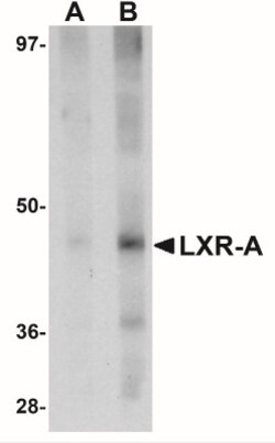 LXR alpha/NR1H3 Antibody - BSA Free, Novus Biologicals 0.1mg; Unlabeled:Antibodies,