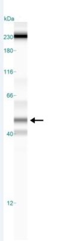 LXR alpha/NR1H3 Antibody, Novus Biologicals 0.025mL; Unlabeled:Antibodies,