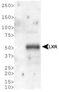 LXR alpha/NR1H3 Antibody, Novus Biologicals 0.025mL; Unlabeled:Antibodies,