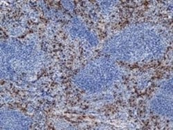 Ly-6B.2 Antibody (7/4) - BSA Free, Novus Biologicals 0.125 mg; Unconjugated:Anticorps
