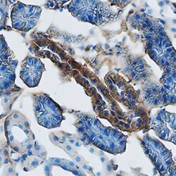 Ly-6C Antibody (HK1.4) - Azide and BSA Free, Novus Biologicals 0.25 mg | Buy Online | Novus Biologicals | Fisher Scientific