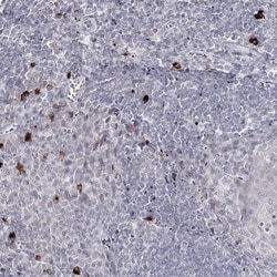 Ly-6G5C Antibody, Novus Biologicals 0.1 mL | Buy Online | Novus Biologicals | Fisher Scientific