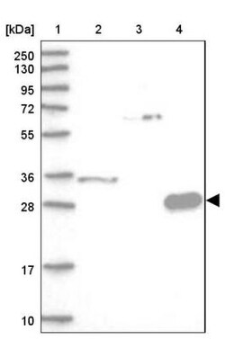 Ly-6G5C Antibody, Novus Biologicals 0.1 mL | Buy Online | Novus Biologicals | Fisher Scientific