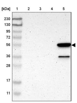 Ly-6G6F Antibody, Novus Biologicals 0.1mL; Unlabeled:Antibodies, Polyclonal