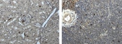 Ly-6G/Ly-6C Antibody (RM0064-6D17) - Azide and BSA Free, Novus Biologicals:Antibodies:Primary