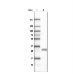 Ly6K Antibody (CL2433), Novus Biologicals 25 &mu;L, Unlabeled:Antibodies,